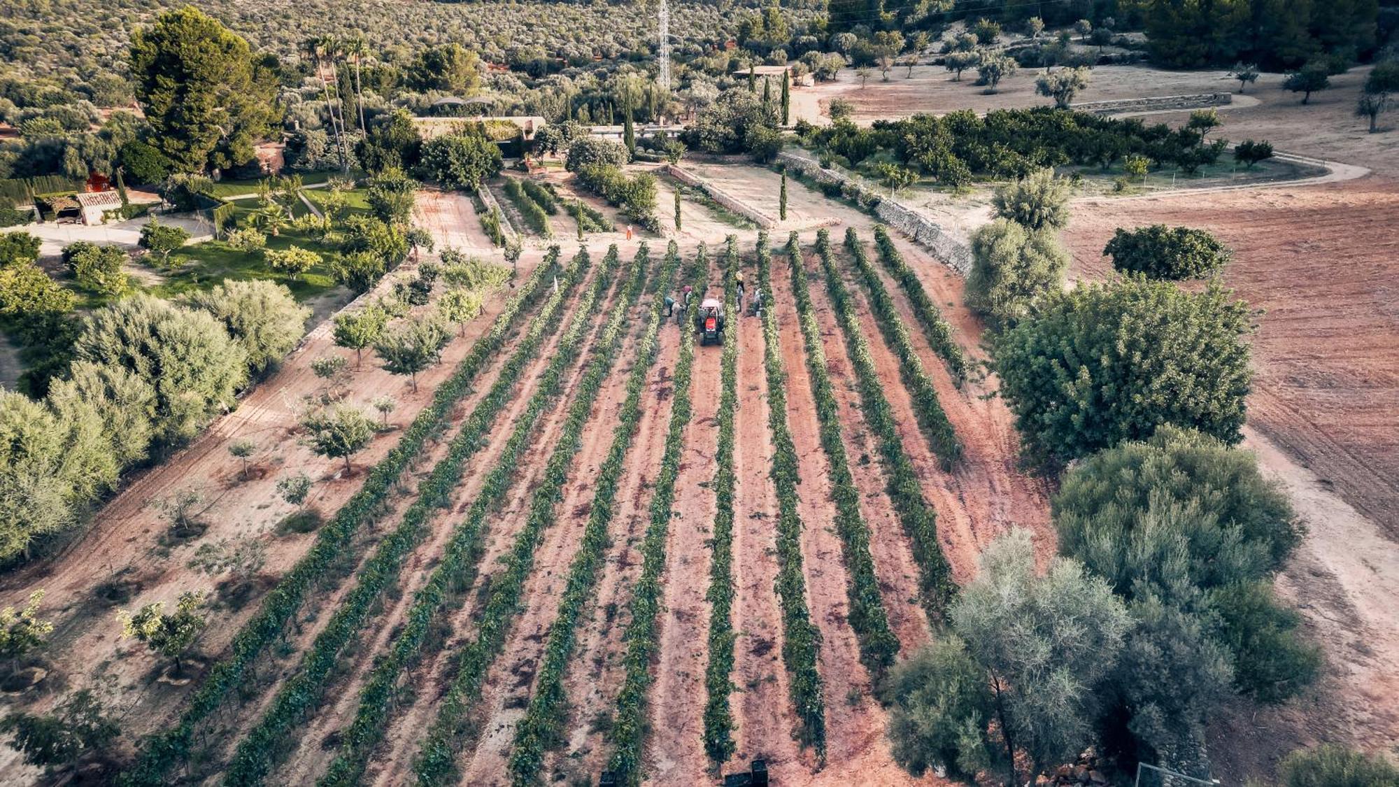Finca Es Cabas Санта-Мария-дель-Ками Экстерьер фото