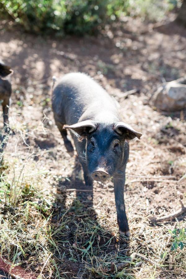 Finca Es Cabas Санта-Мария-дель-Ками Экстерьер фото