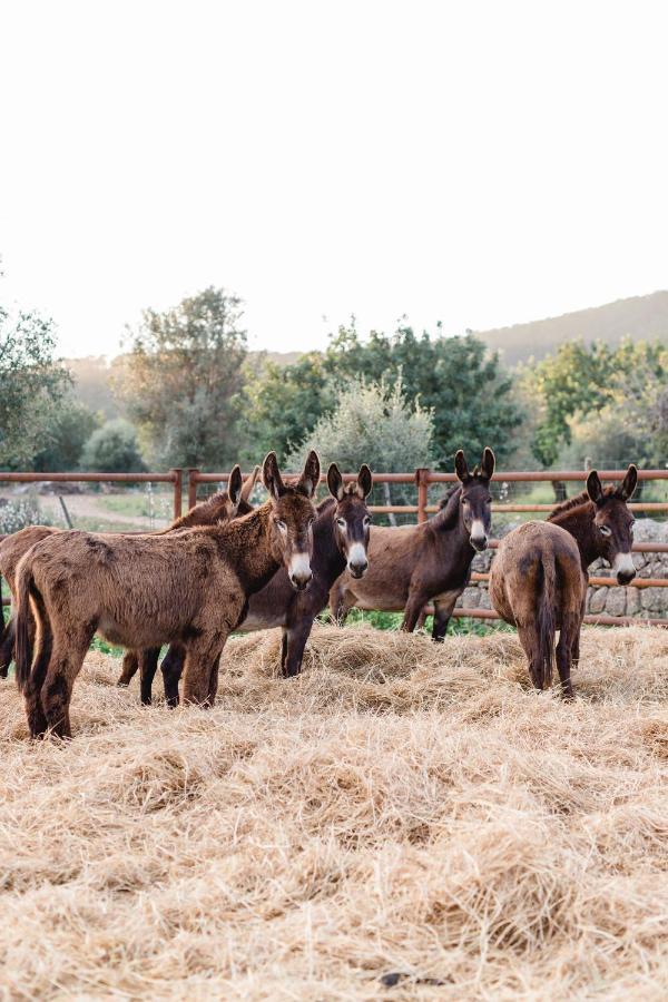Finca Es Cabas Санта-Мария-дель-Ками Экстерьер фото